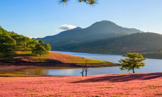 Đồi cỏ hồng đẹp như tranh ở Đà Lạt.