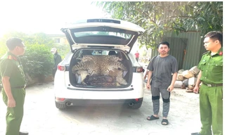 Khởi tố đối tượng mua bán da báo hoa mai