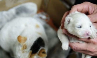 Mèo sinh ra… chó?