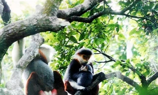 Voọc tại một khu bảo tồn thiên nhiên