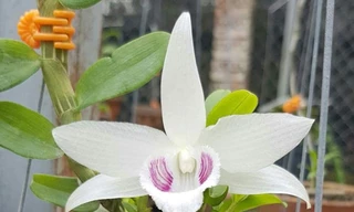 Thị trường 21/12: Dàn hoa lan đột biến 200 tỷ gây xôn xao