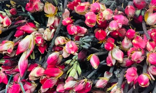 Hà Nội: Rộ mốt mua hoa chuối rừng đỏ rực chơi Tết