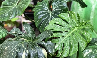 Cây cảnh đột biến 'đếm lá tính tiền'