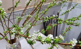 Chị em săn lùng loài hoa ‘hot’ nhất dịp Tết; nghiên cứu mở cửa rạp chiếu phim ở Hà Nội