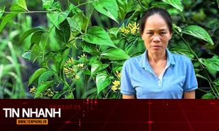 TIN NHANH: Lời khai của ‘lang băm’ bán thuốc nam có chứa độc tố lá ngón gây chết người