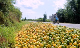 Thị trường 18/9: Cam Vinh rụng đầy đường, bánh trung thu đồng loạt 'mua 1 tặng 1'