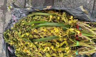 Tranh nhau mua lan tiến vua siêu rẻ, giá 13.000 đồng/cành