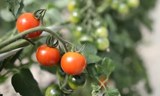 Sầu riêng đầu mùa đắt khách, cà chua Lâm Đồng giá nửa triệu đồng/kg