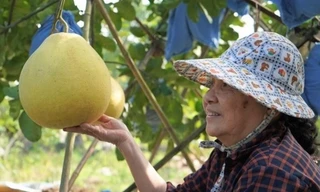 Thị trường 20/1: Bưởi 'khổng lồ' cháy hàng cận Tết