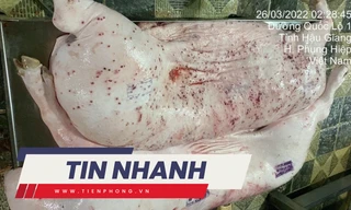TIN NHANH: Heo bệnh tại cơ sở gia công cho C.P. Việt Nam vì sao lại có dấu được lưu thông?