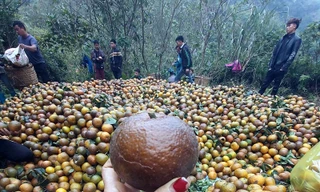 Thị trường 28/2: Cam sành rớt giá thê thảm, mất tiền ‘oan’ mua máy bóc hạt hướng dương