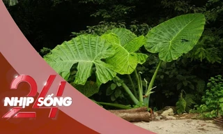 NHỊP SỐNG 24: Trào lưu chụp ảnh 'người tí hon' với cây ráy khổng lồ tại Cúc Phương