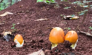 Lạ kỳ loại nấm giống hệt quả trứng gà, giá nửa triệu đồng/kg