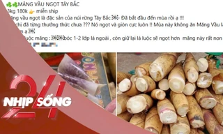 NHỊP SỐNG 24: Măng vầu luộc gây 'sốt' mạng xã hội: Chuyên gia khuyến cáo