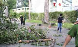 ĐIỂM TIN: Nhánh cây gãy khiến 5 người thương vong: Ai chịu trách nhiệm?
