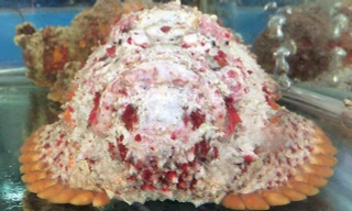 Đặc sản 'cá mặt quỷ' ở Nha Trang về Hà Nội giá tiền triệu hút khách