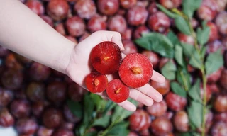 Mận ruby Sơn La 230.000 đồng/kg có gì đặc biệt?