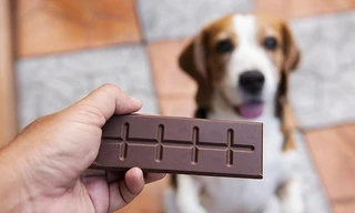 Tại sao chó không được phép ăn socola?