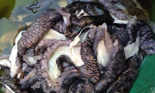 Nấm biển đen xì hình dáng lạ hút khách, thích hợp ăn nướng nhúng lẩu