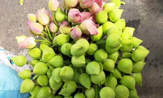 Thị trường 9/3: Sen quan âm miền Nam 'đi máy bay', đắt hàng ở Hà Nội