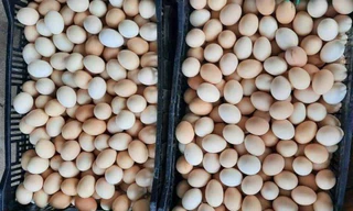 Thị trường 10/3: Trứng gà giảm giá kỷ lục