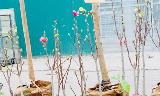 Người Hà Nội chi tiền triệu mua mộc lan chơi Tết sớm