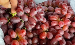 Sự thật 'ngã ngửa' về loại nho ruby không hạt giá rẻ bán đầy chợ