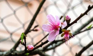 Đào rừng nở sớm đổ bộ Thủ đô, giá một cành cả triệu đồng