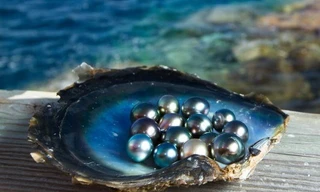 'Đồ bỏ' của động vật lại trở thành đá quý giá đắt đỏ