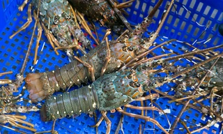 Thị trường ngày 3/1: Giá ớt, tôm hùm đạt đỉnh