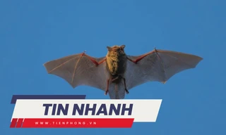 TIN NHANH: Trung Quốc phát hiện virus mới ở dơi có thể lây sang người giống Covid-19