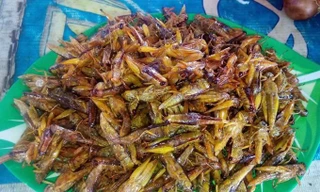 Tôm biết leo cây giá nửa triệu/kg, đặc sản nổi tiếng cả một vùng