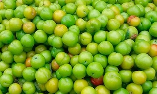 Bán 1kg mận không đủ mua cốc trà đá, trào lưu chơi thú cưng độc lạ ở Long An