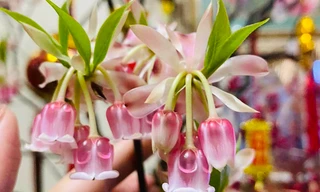 Những cành đào mới lạ đang 'sốt' chợ Tết 