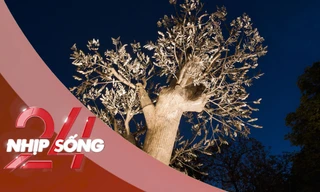 NHỊP SỐNG 24: Cây 'Hồi sinh' ở vườn hoa Cổ Tân có gì khiến chị đẹp Hồng Nhung, Mỹ Linh xúc động