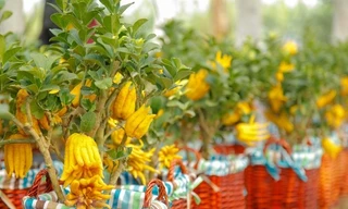 Thị trường 31/12: Quất đặc ruột tràn chợ Việt, phật thủ bonsai giá tiền triệu hút khách