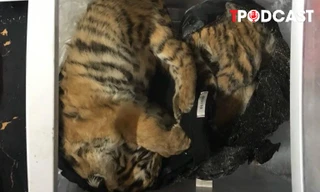 HÌNH SỰ: Phát hiện 5 cá thể hổ cấp đông trong tủ lạnh