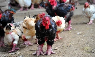 Cây thông tươi Nga giá rẻ bất ngờ; gà Đông Tảo được ăn thịt bò giá đắt như vàng