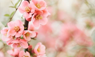 2025 gọi là năm rắn 2 đầu, có 2 lần lập xuân và báo hiệu giàu có như nào?