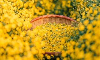 Cúc họa mi hết hot, cúc chi vàng lên ngôi; Phát hiện 7,5 tấn lòng nhiễm tả lợn châu Phi