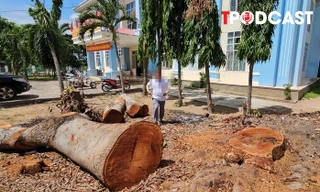 NÓNG 26/6: Vụ cưa bán cây trong công sở sát ngày sáp nhập: Chủ tịch phường lên tiếng