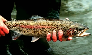 Thị trường ngày 6/1: Cá hồi Sapa rớt giá thê thảm