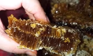 Mật ong đen vị đắng siêu hiếm, người sành ăn bỏ tiền triệu vẫn khó mua