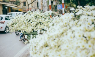 Thị trường ngày 6/11: Thu giữ 50 Iphone 'xách tay', cúc họa mi đầu mùa cháy hàng