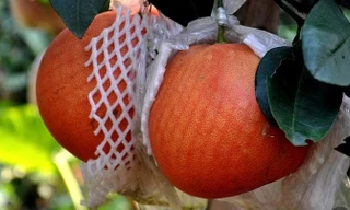 Tranh nhau đặt cọc bưởi đỏ 'tiến Vua' chuẩn bị Tết Nguyên đán