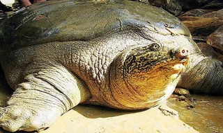 TIN NHANH 12H: Vợ quan chức nghi liên quan giết người hàng loạt; 2 rùa Hoàn Kiếm còn lại đang ở đâu?