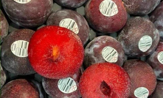 Mận siêu to hút khách, livestream 12 tiếng bằng trung tâm thương mại bán cả năm