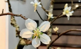 Trào lưu chơi hoa táo mèo 'lên ngôi', người Hà Nội rủ nhau mua về cắm