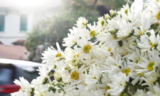 Cúc họa mi đầu mùa giá rẻ chưa từng có, iPad cũ giảm giá, táo mật của Nhật và Trung Quốc chênh giá ngỡ ngàng