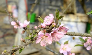 Đào rừng xuống phố giá siêu rẻ; Đồ ăn Hàn Quốc nổi tiếng toàn cầu nhờ Squid Game và BTS